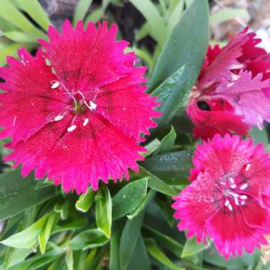 Dianthus barbatus Barbarini™ Red-Rose Bicolor

