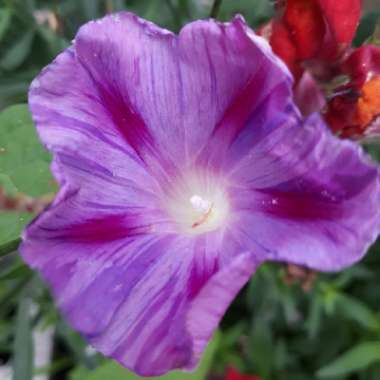 Ipomoea