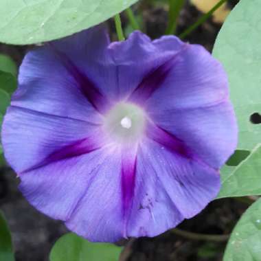 Ipomoea