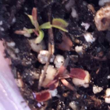 Dionaea Muscipula 'DC ALL RED'