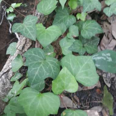 Hedera helix 'California Fan'