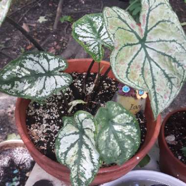 Caladium 'Pink Symphony'