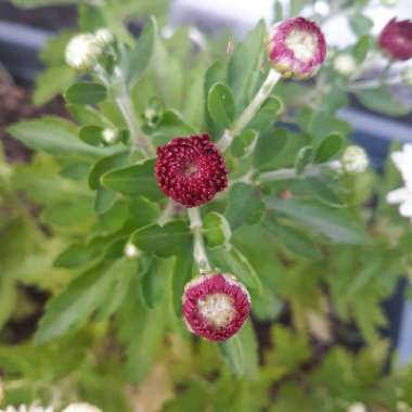 Chrysanthemum 'Pennine Point'