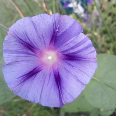 Ipomoea