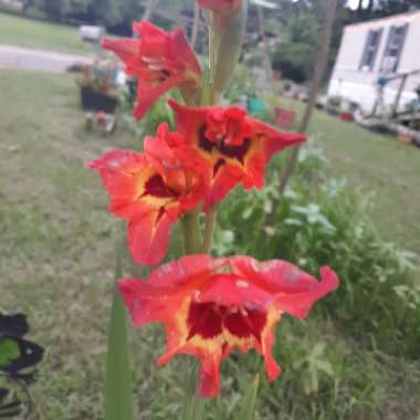 Gladiolus 'Alice'