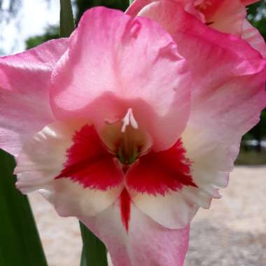 Gladiolus 'Wine And Roses'