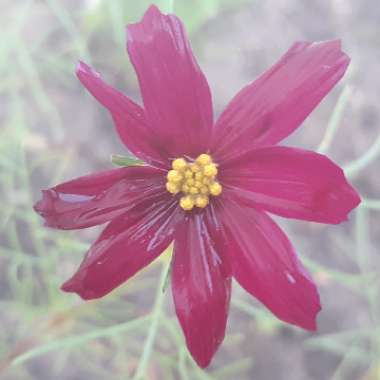 Cosmos bipinnatus 'Dazzler'