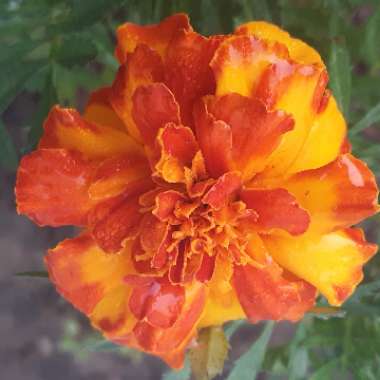 Tagetes patula hybrids