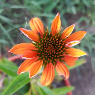 Echinacea 'Orange Skipper' (Butterfly Series)