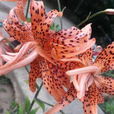 Lilium lancifolium 'Flore Pleno' syn. Lilium tigrinum 'Flore Pleno'