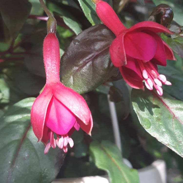 Plant image Fuchsia 'Beacon'