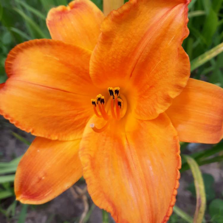 Plant image Hemerocallis 'Mauna Lowa'