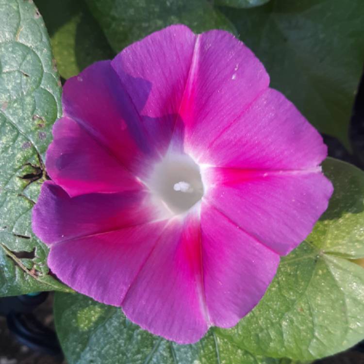 Plant image Ipomoea purpurea 'Tickle Me Pink'