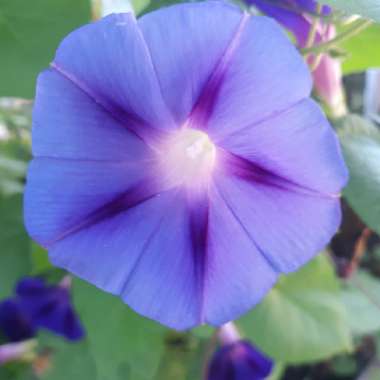 Ipomoea