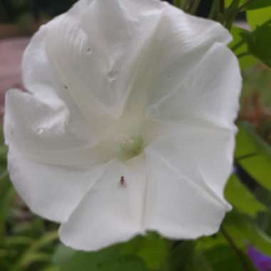 Ipomoea Tricolor 'Pearly Gates'