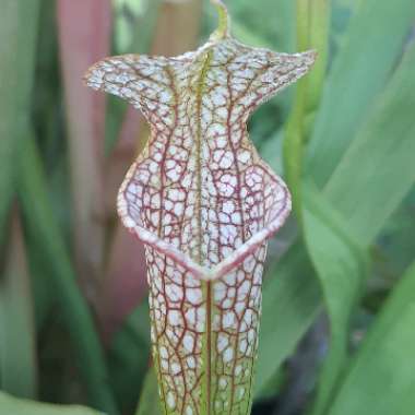 Sarracenia leucophylla 'Tarnok'