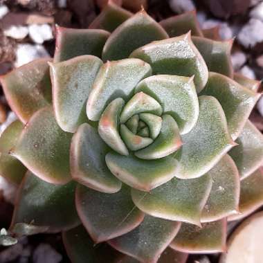 Echeveria Briar Rose