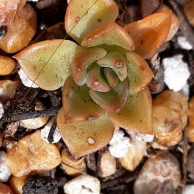 Echeveria Briar Rose