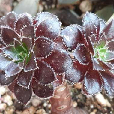 Aeonium Arboreum Zwartkop