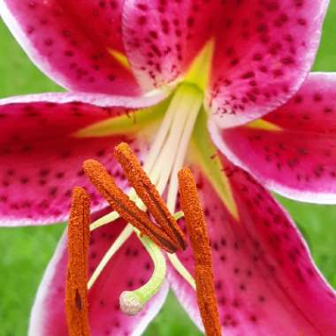 Lilium 'Star Gazer' syn. Lilium 'Stargazer'