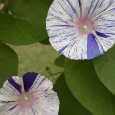 Ipomoea purpurea 'Carnival de Venezia'