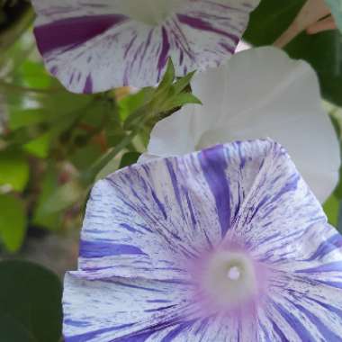 Ipomoea purpurea 'Carnival de Venezia'