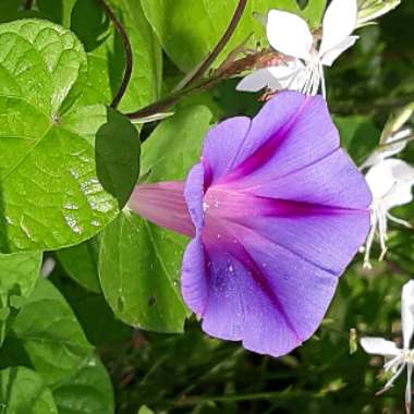 Ipomoea indica