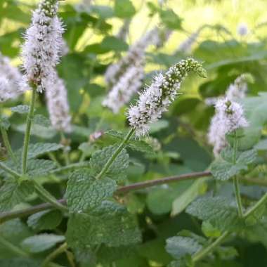 Mentha suaveolens