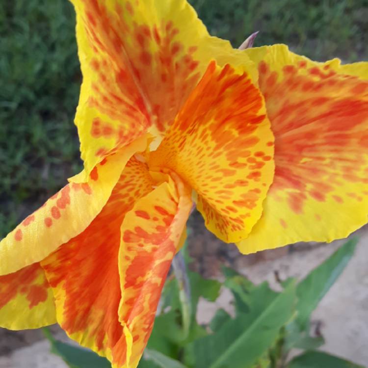 Plant image Canna 'Picasso'