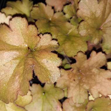 Heuchera 'Balcarcean' (Carnival Series) syn. Heuchera 'Carnival Coffee Bean'