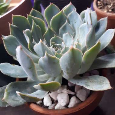 Echeveria Blue Heron