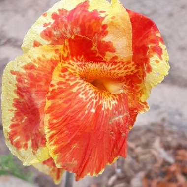 Canna 'Picasso'