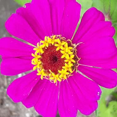 Zinnia 'California Giants Mix' syn. Zinnia 'Giants of California Mix'