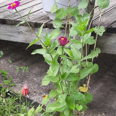 Zinnia 'California Giants Mix' syn. Zinnia 'Giants of California Mix'