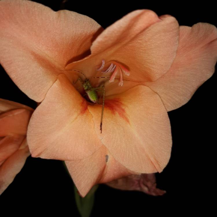 Plant image Gladiolus 'Peche Melba'