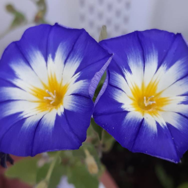 Plant image Convolvulus Tricolor 'Blue Ensign'