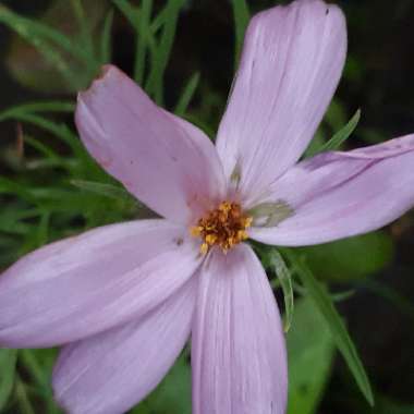 Cosmos Bipinnatus 'Sensation Pinkie'