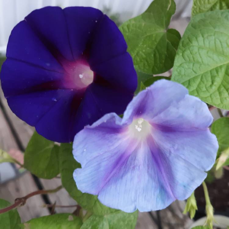 Plant image Ipomoea indica