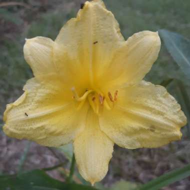 Hemerocallis 'Bonnie John Seton'