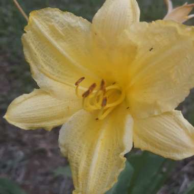 Hemerocallis 'Bonnie John Seton'