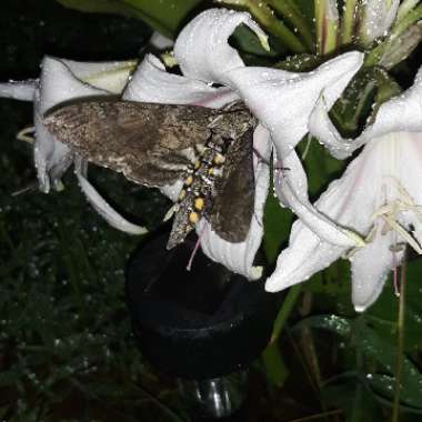 Amaryllis belladonna