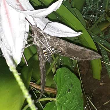 Amaryllis belladonna