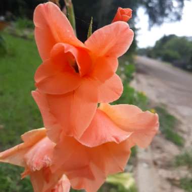 Gladiolus 'Peche Melba'