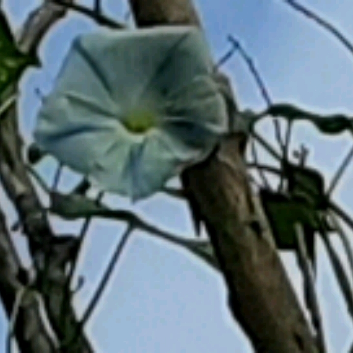 Plant image Ipomoea tricolor 'Flying Saucers Mixed'