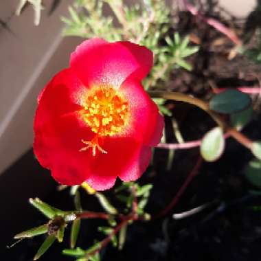 Portulaca grandiflora