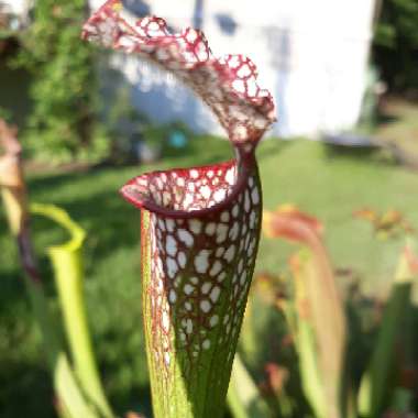 Sarracenia 'Night Sky' x leucophylla