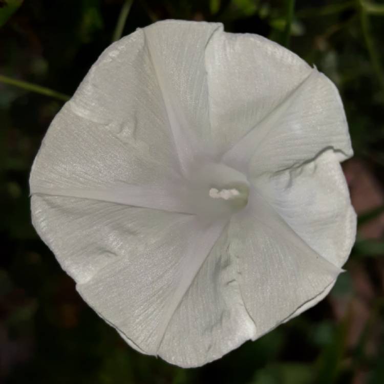 Plant image Ipomoea Tricolor 'Pearly Gates'