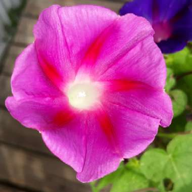 Ipomoea purpureaConvolvulus purpureus, Pharbitis purpurea