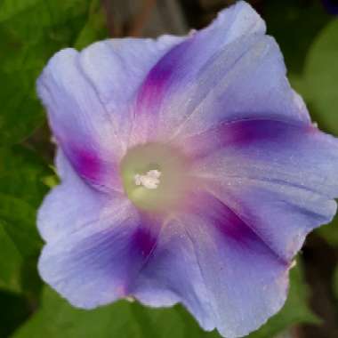 Ipomoea indica