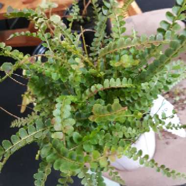 Nephrolepis duffii syn. Nephrolepis cordifolia 'Duffii', Nephrolepis cordifolia 'Lemon Buttons'